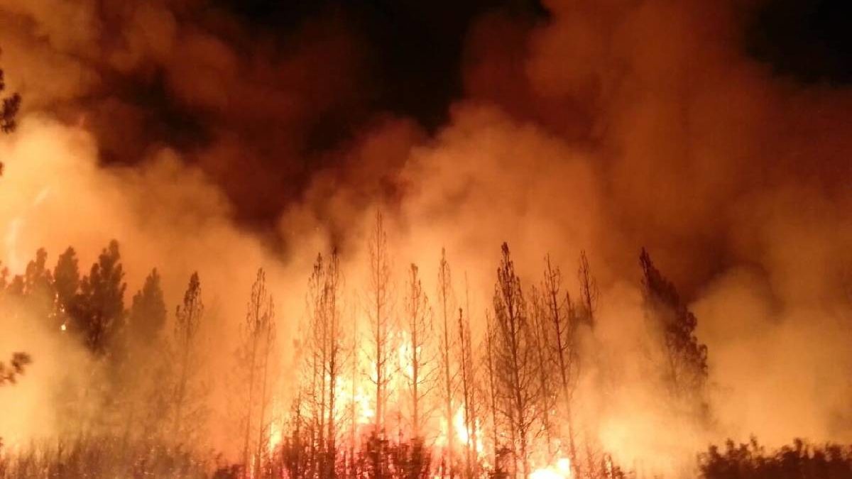 What is WildFire? Causes, Effects, Anthropogenic, and More